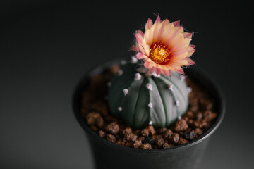 Astrophytum Asteria Super Kabuto cactus blooming pink color flower close up in isolated grey background