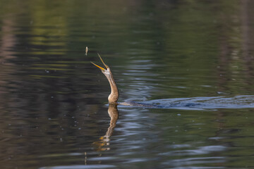 Oriental darter (Anhinga melanogaster) or snake bird fishing in river during winter morning in...