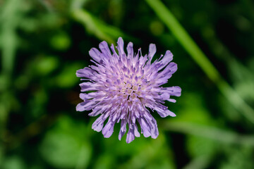 Knautia arvensis flower, the field scabious or field scabiosa