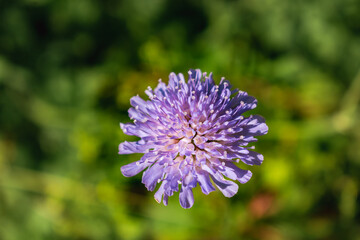 Knautia arvensis flower, the field scabious or field scabiosa