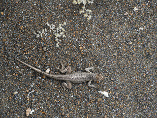 galapagos lizard on the sand