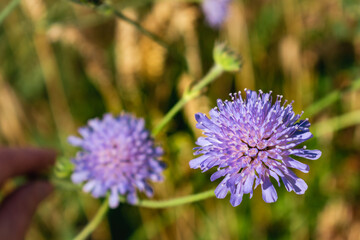 Fototapeta premium Knautia arvensis flower, the field scabious or field scabiosa