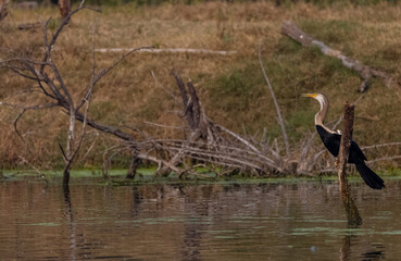 Oriental darter (Anhinga melanogaster) or snake bird fishing in river during winter morning in...