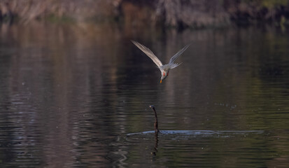 Oriental darter (Anhinga melanogaster) or snake bird fishing in river during winter morning in...