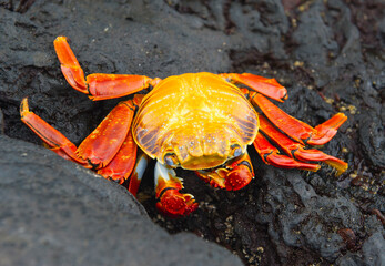 red crab on the rock