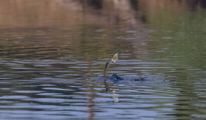 Oriental darter (Anhinga melanogaster) or snake bird fishing in river during winter morning in forest.