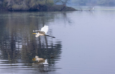 Intermediate egret (Ardea intermedia) bird in forest.