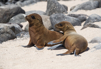 Naklejka premium sea lions cub resting on the beach