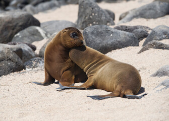 Fototapeta premium young sea lions resting on the beach
