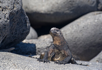 galapagos sea iguana on the rock