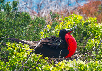 fregata bird with red chest in the nest