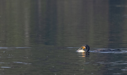 Great Cormorant (Phalacrocorax carbo) fishing in the water pond at keoladeo national park.