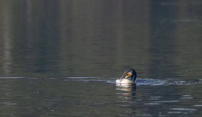 Great Cormorant (Phalacrocorax carbo) fishing in the water pond at keoladeo national park.