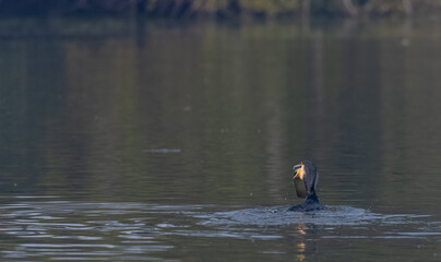 Great Cormorant (Phalacrocorax carbo) fishing in the water pond at keoladeo national park.