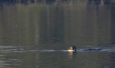 Great Cormorant (Phalacrocorax carbo) fishing in the water pond at keoladeo national park.