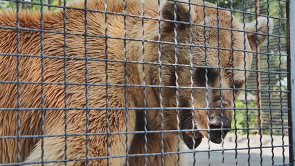 Brown bear standing behind metal bars, head lowered, expressing isolation within confined zoo...