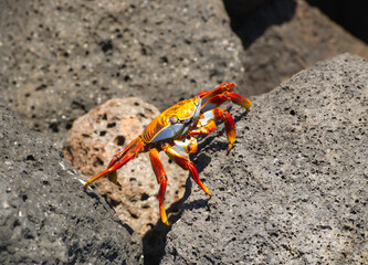 red crab on the rock