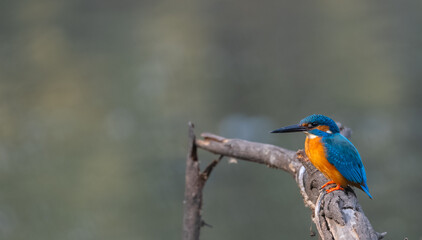 Common Kingfisher (Alcedo atthis) bird perched on tree branch near water body.