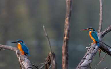 Common Kingfisher (Alcedo atthis) bird perched on tree branch near water body.