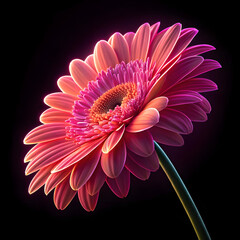 Beautiful pink gerber daisy flower in bloom with delicate petals, isolated on a dark background, showcasing nature's vibrant colors and intricate floral details