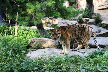동물원의 호랑이와 북극곰의 발바닥 디테일 &ndash; Tiger in Zoo & Polar Bear Paw Close-up Detail