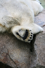 동물원의 호랑이와 북극곰의 발바닥 디테일 &ndash; Tiger in Zoo & Polar Bear Paw Close-up Detail