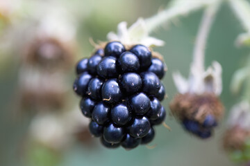 Close-up of ripe blackberry, shiny black fruits, black rubus fruticosus, close up rubus fruticosus, green background
