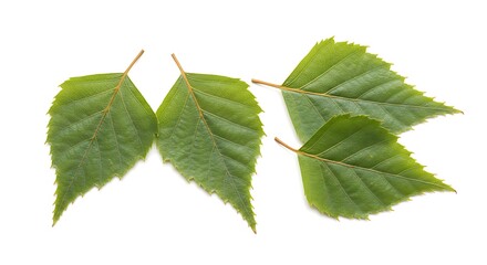 Fototapeta premium Birch Whisper AI Generated