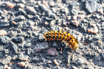 Hairy caterpillar crawls on asphalt floor in Brest Belarus.