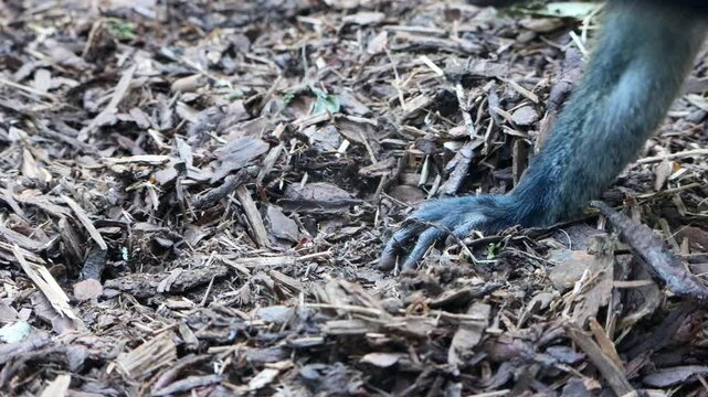 De Brazza's monkey (Cercopithecus neglectus) digs in the ground