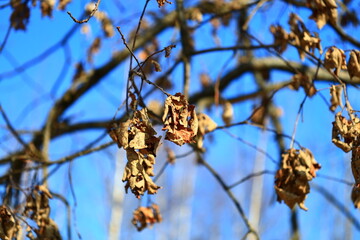 Dry autumn foliage clinging to tree limbs.