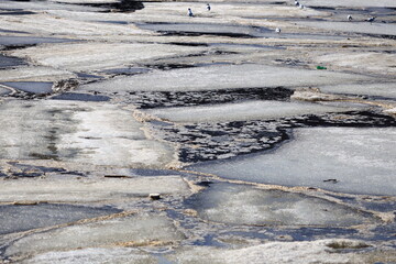A group of birds perched on icy ground, natural scene.
