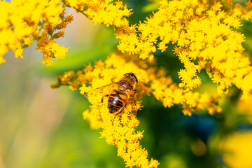 Bee bumblebee collects nectar from yellow flower blossom Brest Belarus.