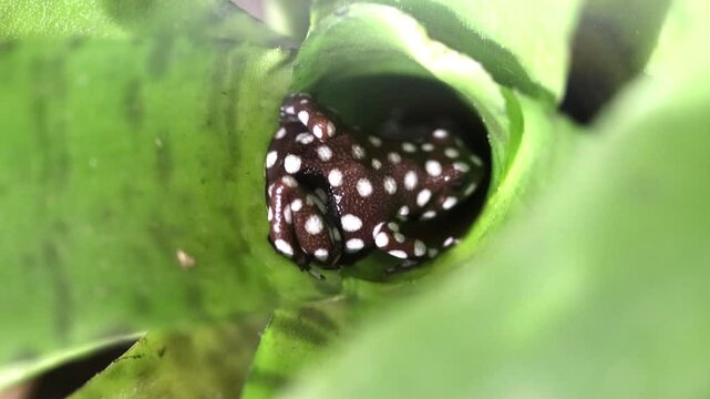 Maranon poison frog, Excidobates mysteriosus, is inside plant