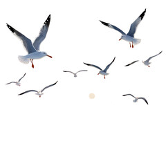 Obraz premium A group of birds flying in the sky isolated on a transparent background 