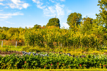 Cabbages and lettuces grow in vegetable patch and field Belarus.