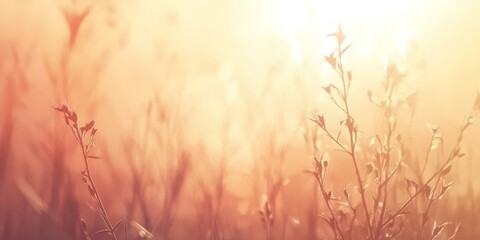 Golden Hour Meadow, Soft Focus Floral Background, Nature Backdrop with Backlit Plants