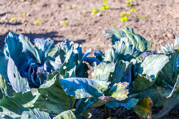 Cabbages and lettuces grow in vegetable patch and field Belarus.