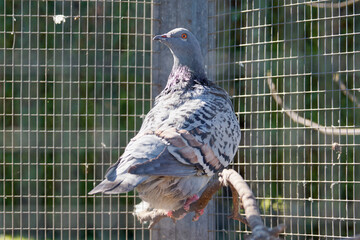 Pigeon Texan dans une volière, gros plan sur cet oiseau d’élevage