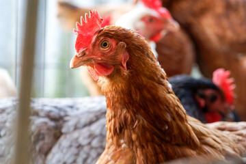 Poules rousses dans un poulailler, élevage traditionnel en plein air