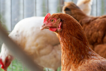 Poules rousses dans un poulailler, élevage traditionnel en plein air
