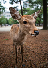 Fototapeta premium deer in the woods