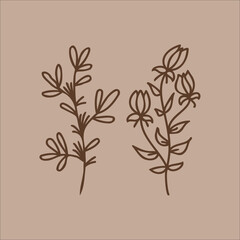 Flower botanical hand drawing simple element set
