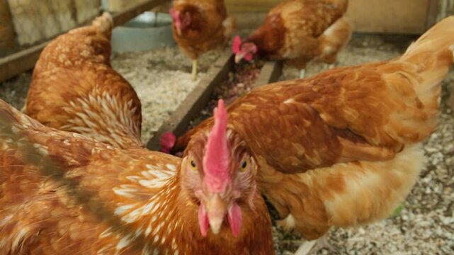 View of red healthy hens chickens on an organic chicken poultry in the village pecking the food, rural scene.