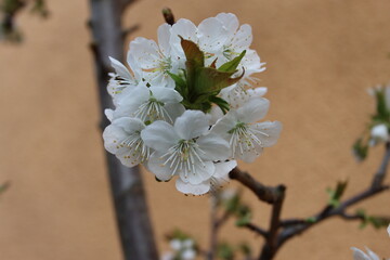 White cherry blossoms on a branch in the spring garden