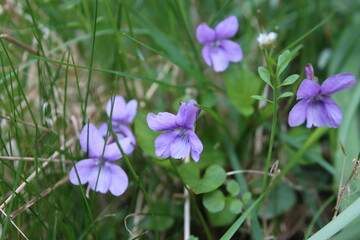 Fragrant violets in the spring meadow
