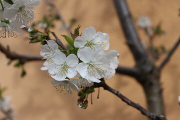 White cherry blossoms on a branch in the spring garden
