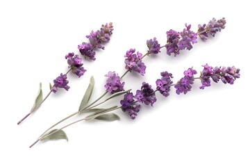 Fototapeta premium Purple Lilac Isolated on White Background. Beautiful Lilac Flower