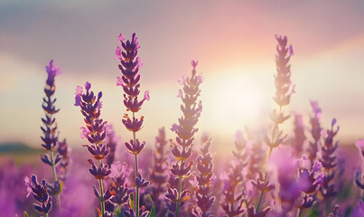 Obraz premium Soft Lavender Blooms Glowing Under Gentle Sunrise Light in Field