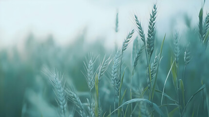Fototapeta premium Tranquil Green Wheat Field Under Soft Morning Light in Nature